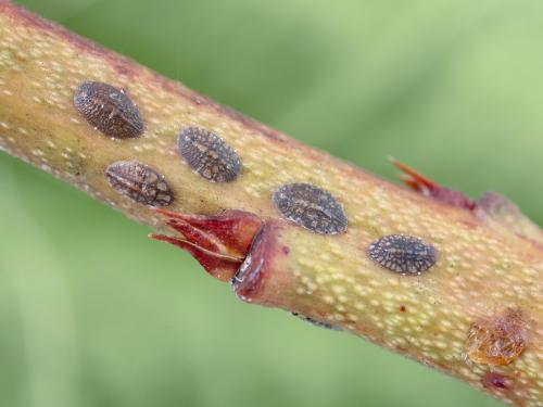 Lécanie de la vigne (Parthenolecanium corni)_6