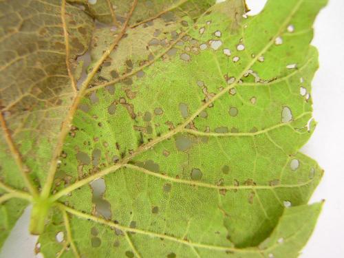 Vigne (raisin) - Altise de la vigne (Altica chalybea)_1