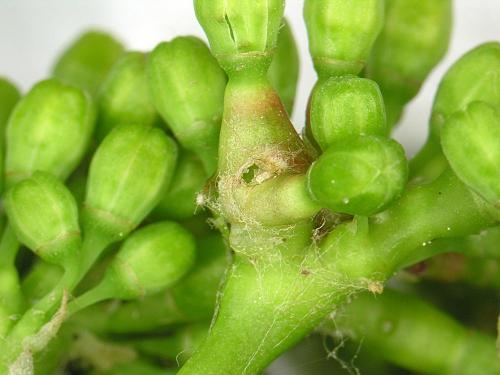 Vigne (raisin) - Cécidomyie gallicole de la tomate et de la vigne (Janetiella brevicauda)_3