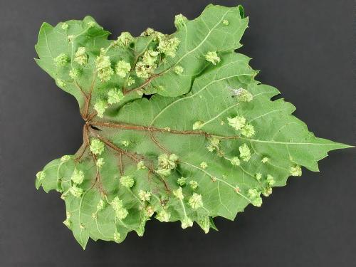 Vigne (raisin) - Phylloxéra (Daktulosphaira vitifoliae)_1