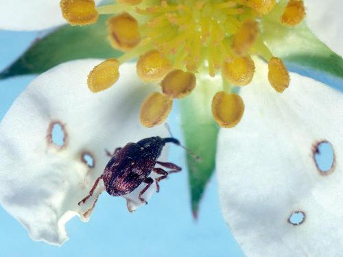 Fraise - Anthonome de la fleur du fraisier (Anthonomus signatus)_2