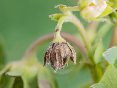 Fraise - Anthonome de la fleur du fraisier (Anthonomus signatus)_3