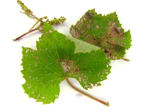 Vigne (raisin) - Scarabée du rosier (Macrodactylus subspinosus)_1