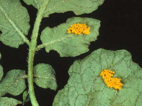 Pomme de terre - Doryphore de la pomme de terre (Leptinotarsa decemlineata)_1