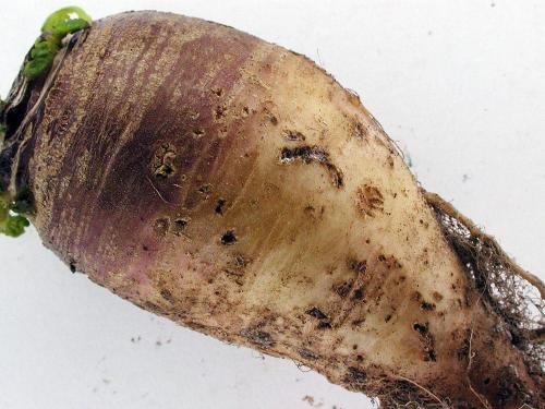 Rutabaga - Altise des navets (Phyllotreta striolata)_1