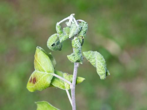 Pomme - Puceron rose du pommier (Dysaphis plantaginea)_1