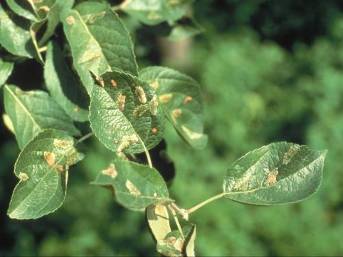 Pomme - Mineuse marbrée (Phyllonorycter blancardella)_1