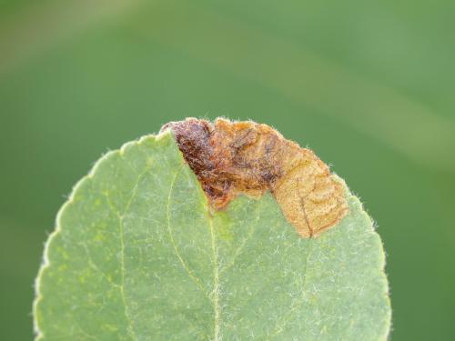 Pomme - Orcheste du pommier (Orchestes pallicornis)_1