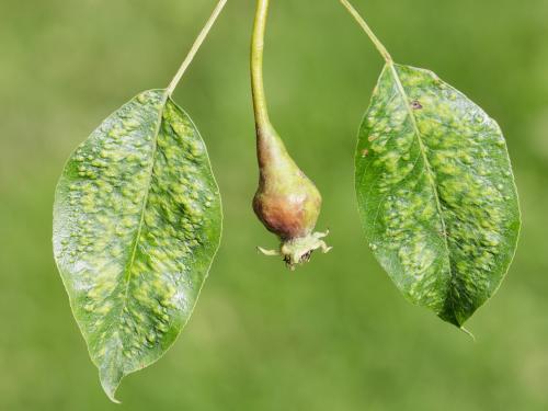 Poire - Phytopte du poirier (Eriophyes pyri )_1