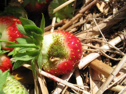 Fraise - Problème variétal