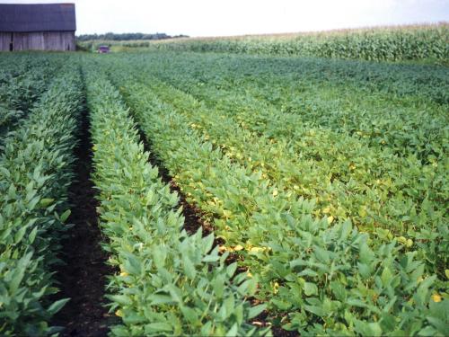 Soya - Drainage insuffisant (asphyxie racinaire)