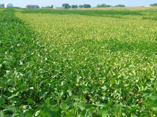 Soya - Manque d'eau et sécheresse