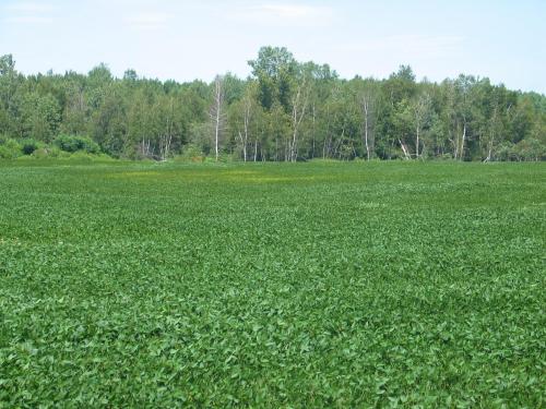 Soya - Carence en manganèse