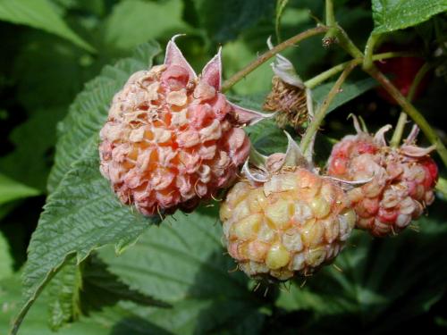 Framboise - Excès d'eau et de pluie