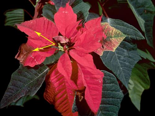 Poinsettia - Brûlure des bractées