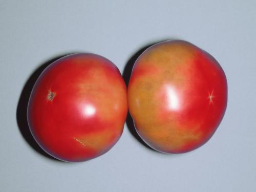 Tomate - Carence en potassium (K)_1