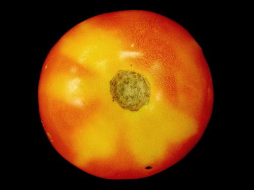 Tomate - Collet jaune