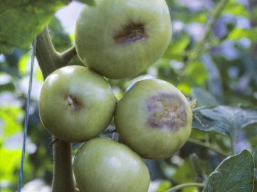 Tomate - Carence en calcium