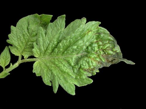 Tomate - Carence en calcium