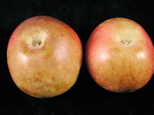 Pomme - Échaudure