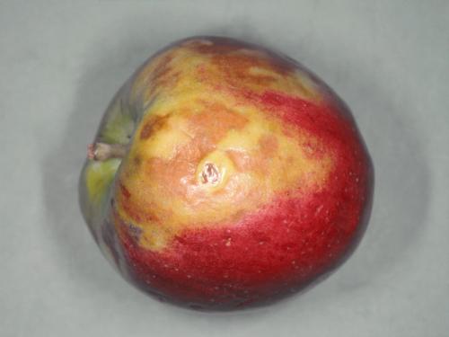 Pomme - Échaudure