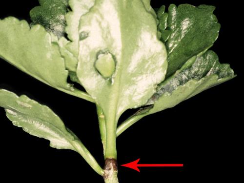 Kalanchoés - Virus de la tache nécrotique de l'impatiente (INSV)