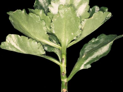 Kalanchoés - Virus de la tache nécrotique de l'impatiente (INSV)