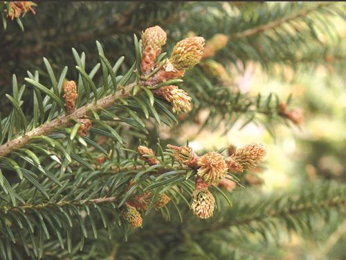 Arbres de Noël (sapins) - Gel printanier