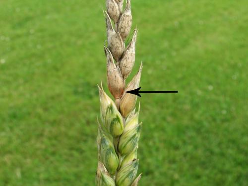 Blé - Fusariose de l'épi (Fusarium graminearum)_4