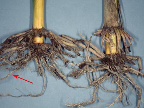 Maïs grain et fourrager - Piétin fusarien (Fusarium oxysporum)