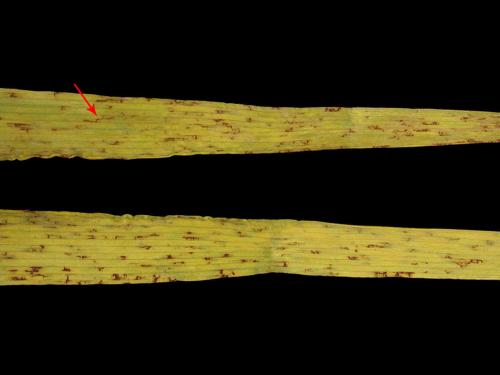 Orge - Rayure réticulée (Pyrenophora teres)_1