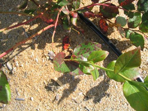 Bleuet en corymbe - Rouille de la pruche (Naohidemyces vaccinii)