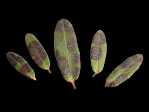 Canneberge - Tache à Protoventuria (Gibbera myrtilli)