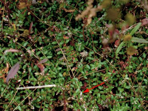 Canneberge - Tache rouge (Exobasidium rostrupii)