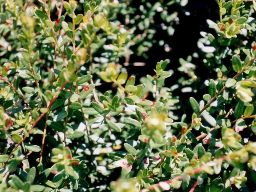 Canneberge - Tache rouge (Exobasidium rostrupii)