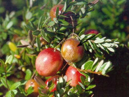 Canneberge - Pourriture sclérotique (Monilinia oxycocci)