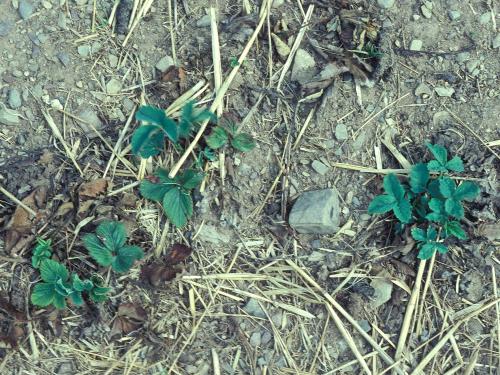 Fraise - Stèle rouge (Phytophthora fragariae var. fragariae)