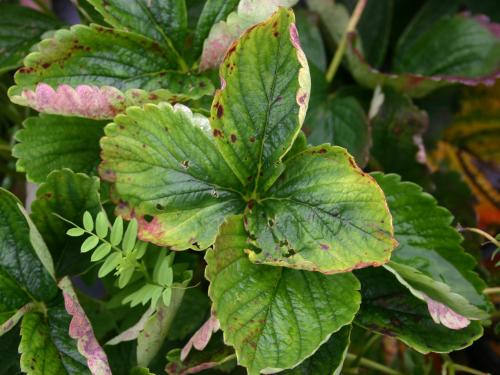 Fraise - Blanc (Sphaerotheca macularis)