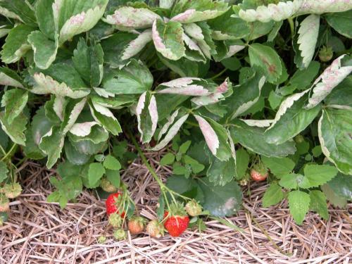 Fraise - Blanc (Sphaerotheca macularis)