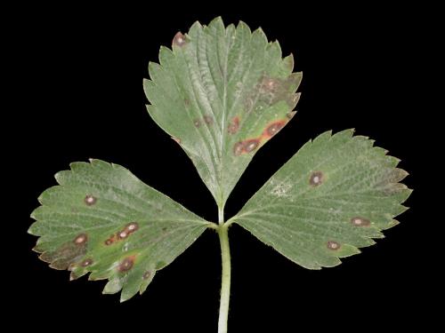 Fraise - Tache commune (Ramularia brunnea)