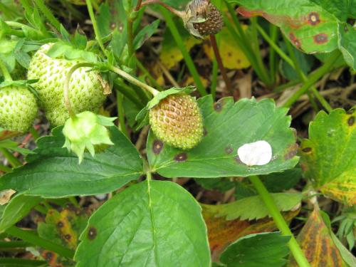 Fraise - Pourriture cuir (Phytophthora cactorum)