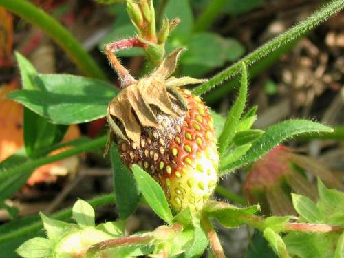 Fraise - Moisissure grise (Botrytis cinerea)