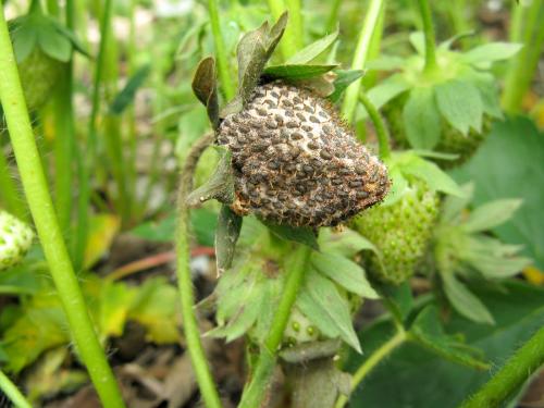 Fraise - Pourriture cuir (Phytophthora cactorum)