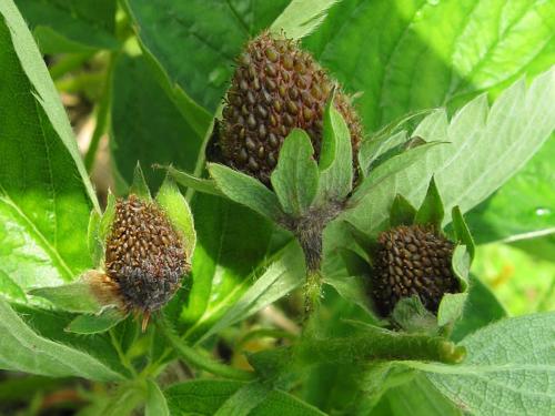 Fraise - Pourriture cuir (Phytophthora cactorum)