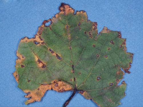 Vigne (raisin) - Anthracnose (Elsinoe ampelina)