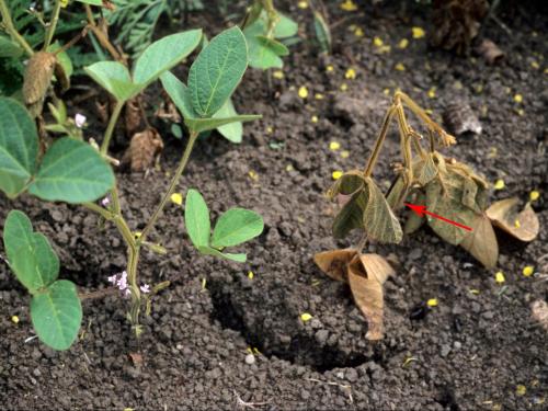 Soya - Pourriture des racines et de la tige (Phytophthora sojae)