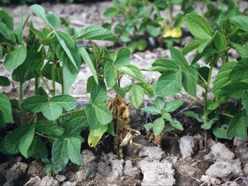 Soya - Pourriture des racines et de la tige (Phytophthora sojae)