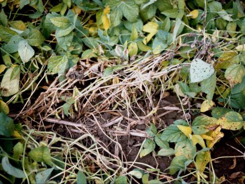 Soya - Pourriture sclérotique (Sclerotinia sclerotiorum)