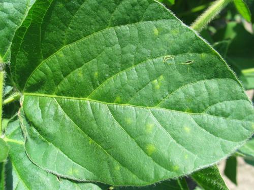 Soya - Mildiou (Peronospora manshurica)