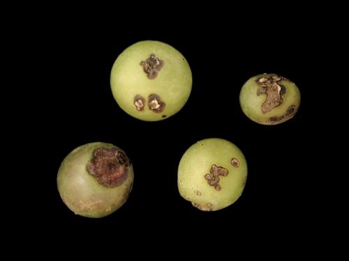 Vigne (raisin) - Anthracnose (Elsinoe ampelina)